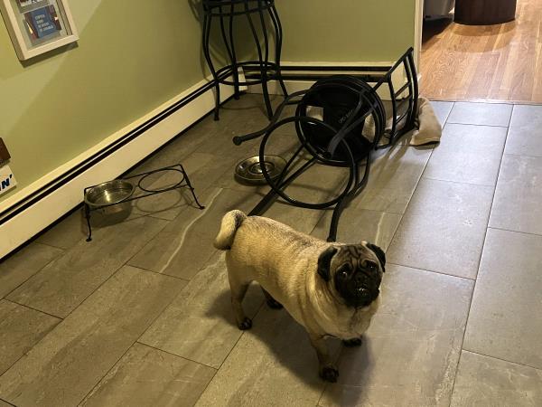 /images/uploads/pug nation rescue of los angeles/pugnation2024/entries/30843thumb.jpg